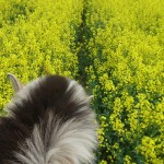 Ausreiten rund um den Waldhof